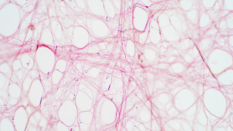 Living Anatomy with Dr. Jean-Claude Guimberteau