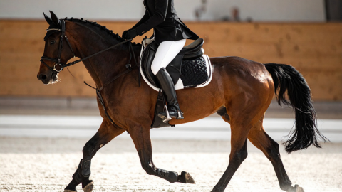 Pilates for the Equestrian Population